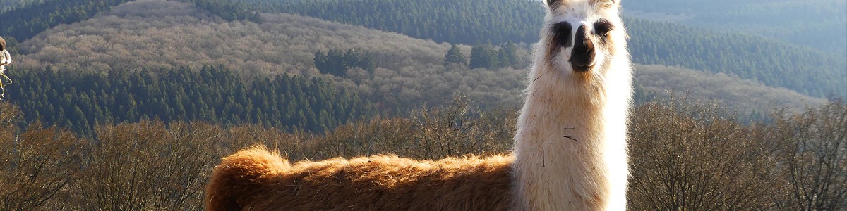 Lamazucht-Vulkaneifel