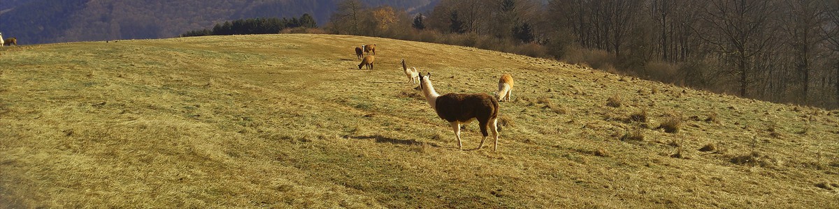 Lamazucht-Vulkaneifel